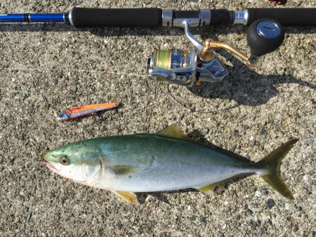 ハマチ、太刀魚